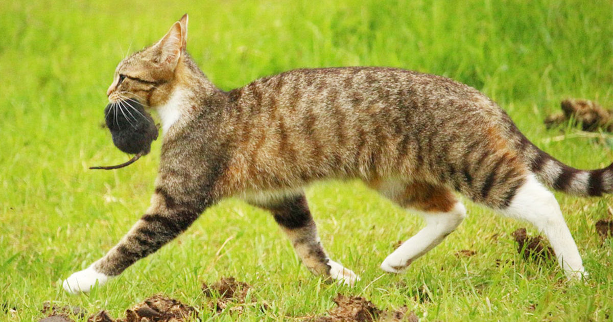 猫が獲った獲物を持ち帰ってくる ペットにやさしい除菌 消臭スプレー ジーミスト 動物病院 保護施設 ペットの介護に使われて いる長期保存が可能な次亜塩素酸水です