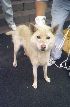 長崎県佐世保市 保健所政令市 自治体保護犬猫情報ブログ
