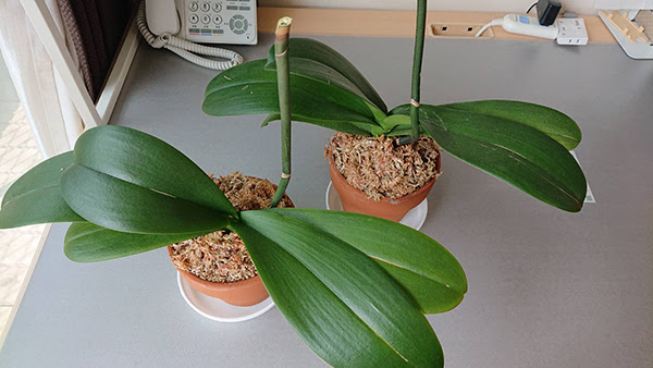 花が咲く日を夢見て ヒューマンヤード株式会社