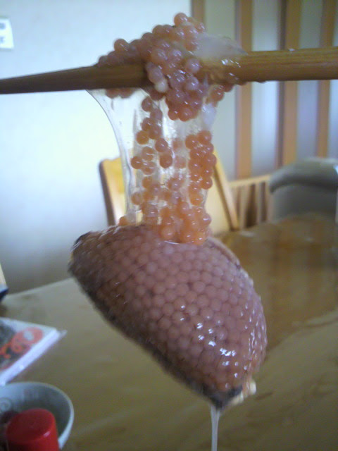 ハタハタその11 ぶりこ 秋田県男鹿半島の釣船 おが丸