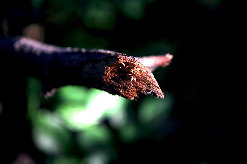 broken branch in sunlight