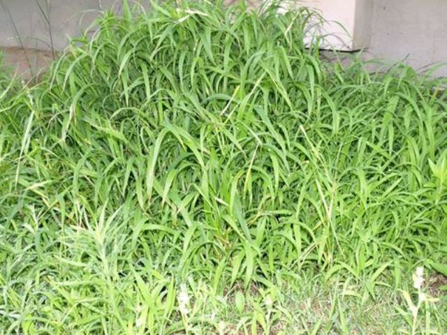 雑草図鑑 メヒシバ オヒシバ Urban Green 稲毛高浜北団地の緑