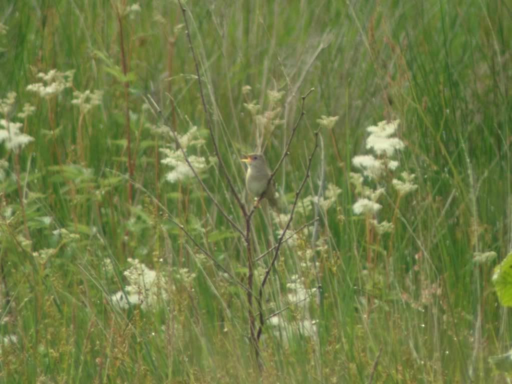 Grasshopper warbler