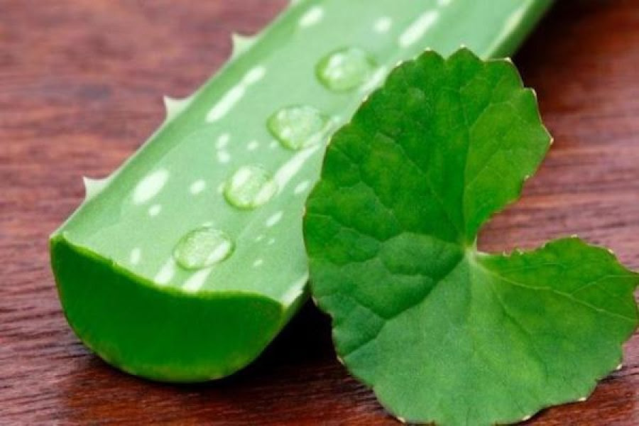 10 Jenis Tanaman Obat dan Khasiatnya untuk Kesehatan 10 Jenis Tanaman Obat dan Khasiatnya untuk Kesehatan