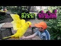 เที่ยวสวนสนุกดรีมเวิลด์ Dream World ตอน เที่ยวสวนนก[วิศรุต โฟโต้