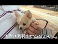 [新しいコレクション] 可愛い チワワ いぬ 429961-犬 可愛い チワワ