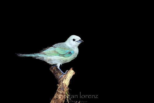 Feeling Blue by Megan Lorenz