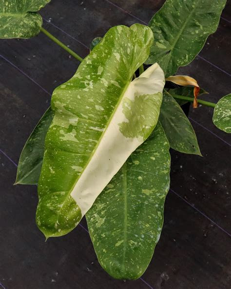 From why we celebrate it to the varying dates around the world. Philodendron 'Jose Buono' | PlantVine