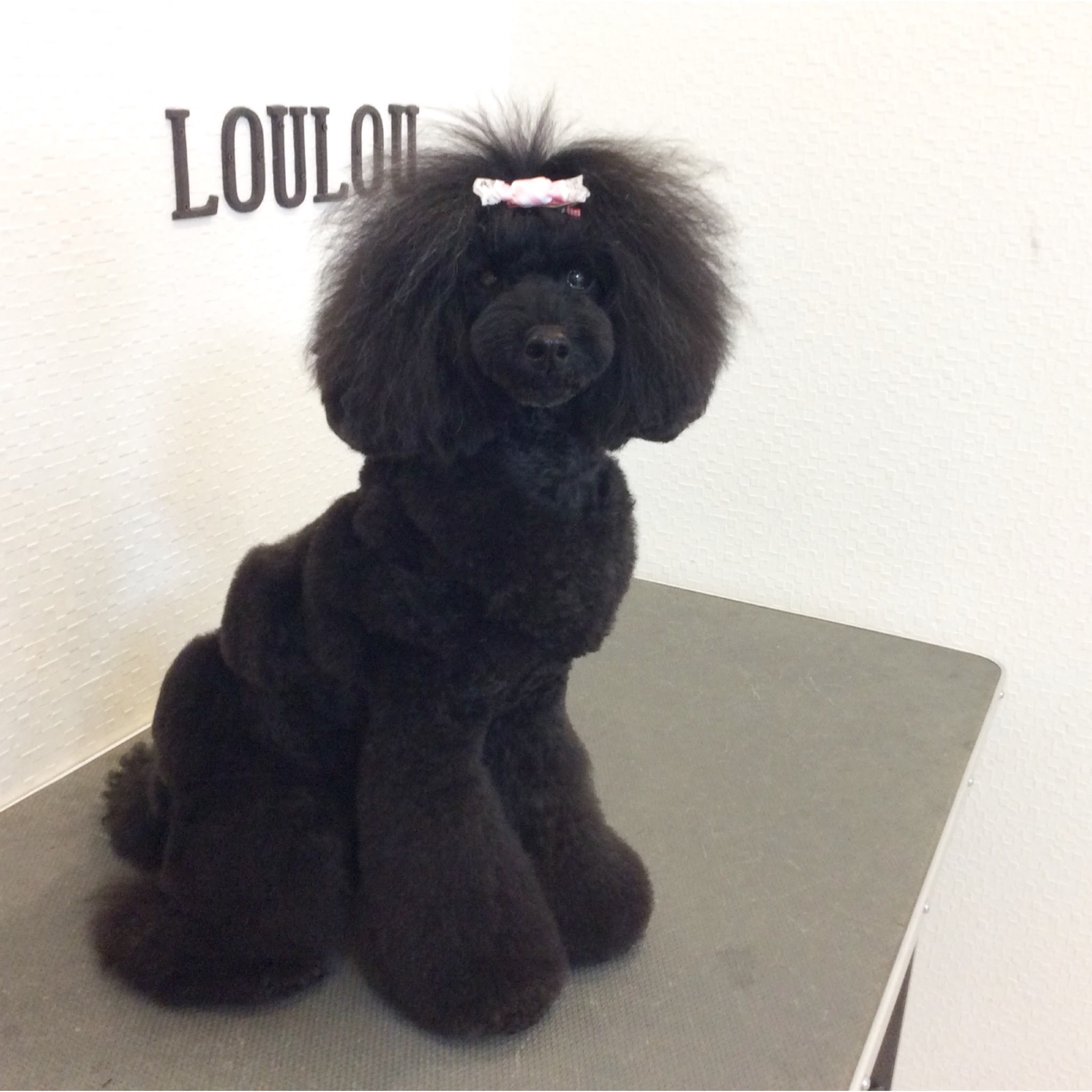 プードル デザインカット 相模原市緑区東橋本 トリミングサロン Loulou