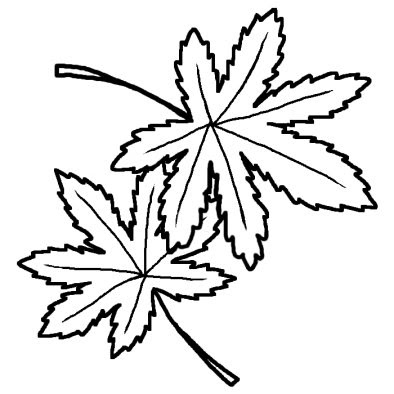 モミジ 紅葉 1 秋の花 無料 白黒イラスト素材