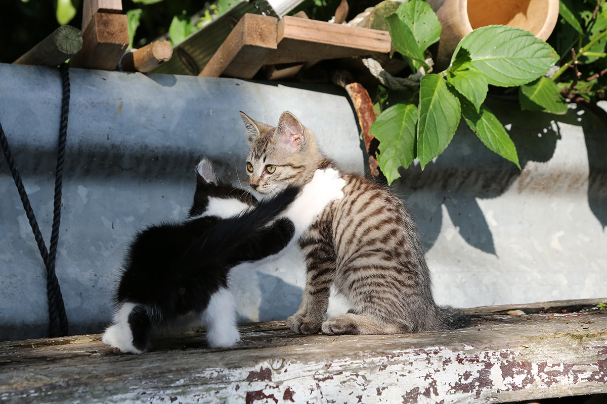 猫の一人遊びにおすすめのおもちゃ12選 一人遊びする理由と注意点もご紹介 猫の総合情報サイト ペットスマイルニュースforネコちゃん