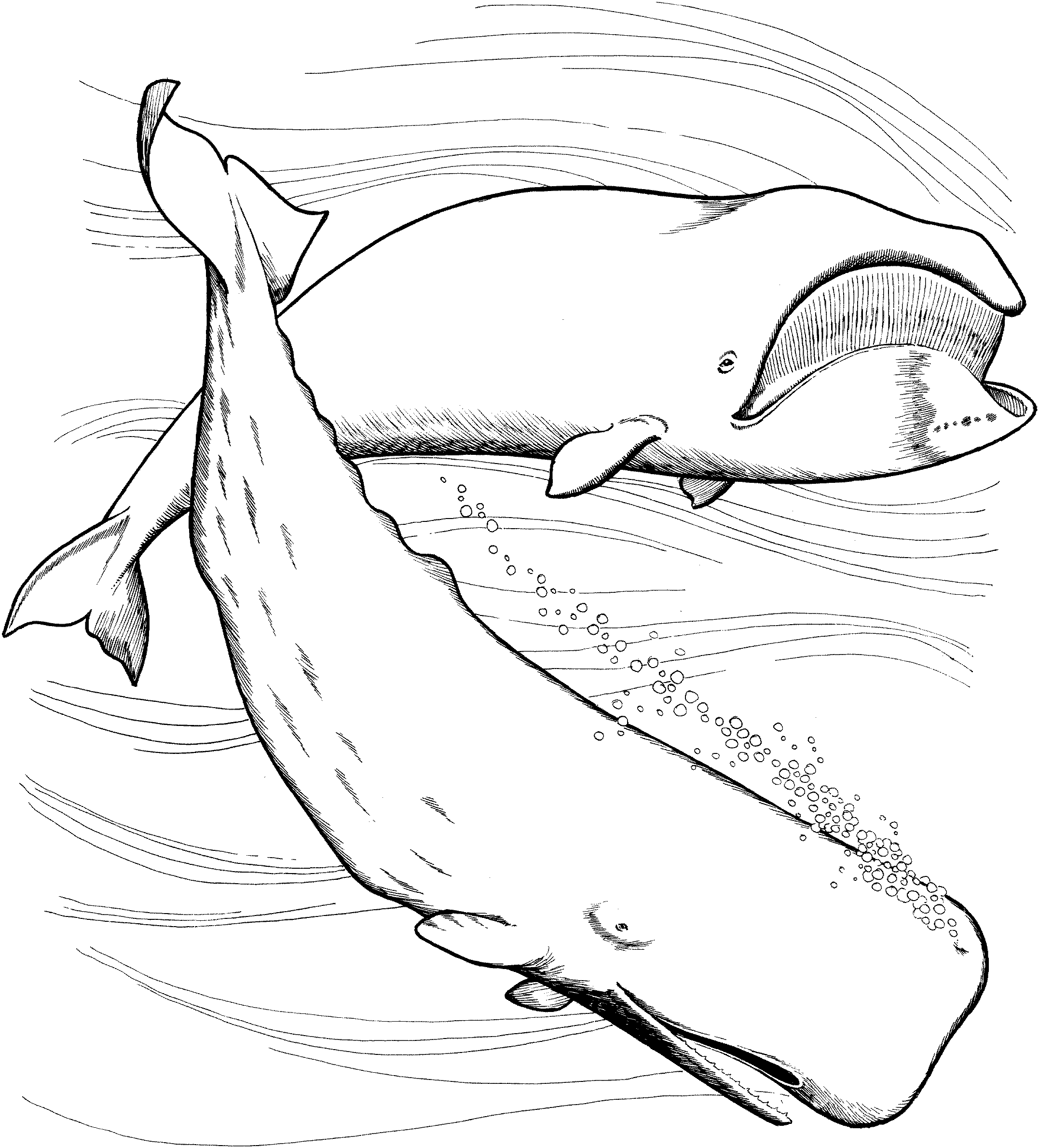 Whale Coloring Pages