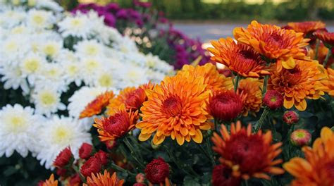 Native cypress trees are evergreen, coniferous trees that, in the u.s., primarily grow in the west and southeast. Chrysanthemums: When to Plant Mums | The Old Farmer's Almanac