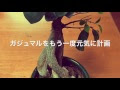 √ ガジュマル 根 腐れ 判断 279019-ガジュマル 根 腐れ 判断