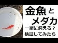 [最も人気のある！] メダカ 食べる魚 217224-メダカ 食べる魚