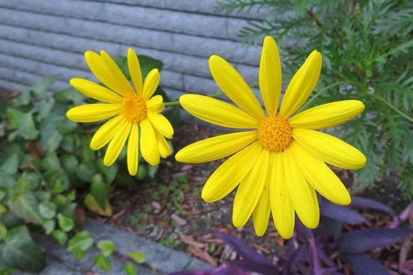 ユリオプスデージー 路傍の花