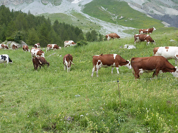 vaches en montagne
