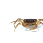 冬の時期のサワガニの飼い方や餌について カニlab