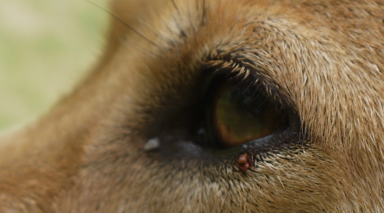 生活 犬にダニ 看雲寄故人