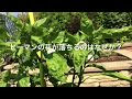 70以上 ピーマン 花 写真 150565-ピーマン 花 写真