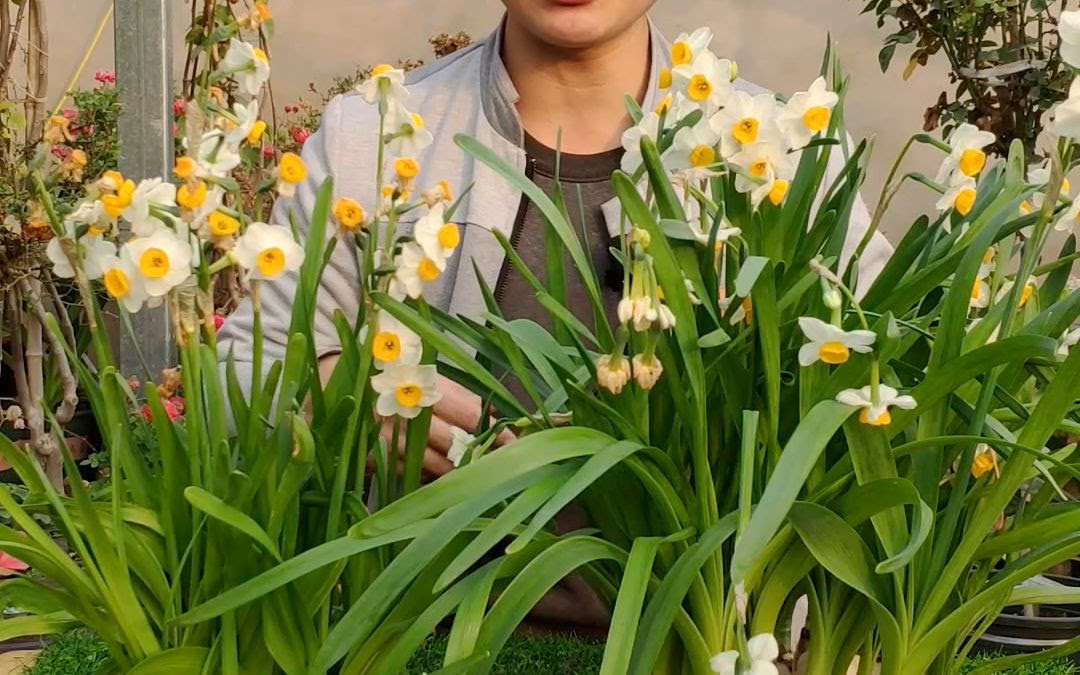 水仙花有毒吗 家庭盆栽水仙花 有什么影响 哔哩哔哩 Bilibili