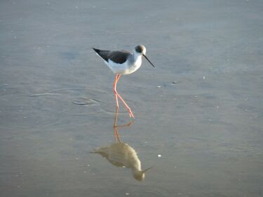 水辺の野鳥たち