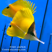 トロピカルな海水魚ベスト5 みずもの人気ランキング 熱帯魚のことなら みずものコム