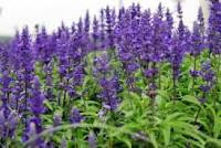 Salvia