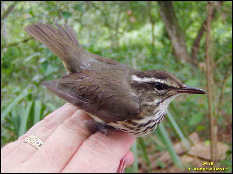 Louisiana Waterthrush