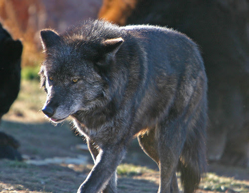 Kamodo-Hunter-Male