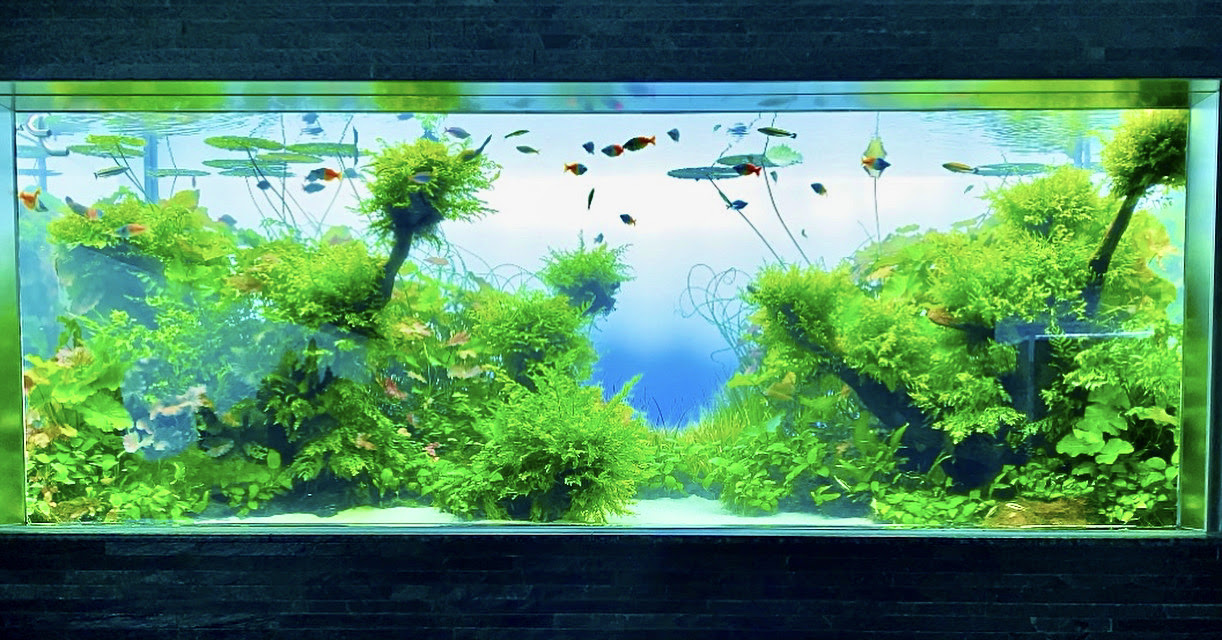 The Scaper S Room 生き物好き大学生が水草水槽を徹底解説