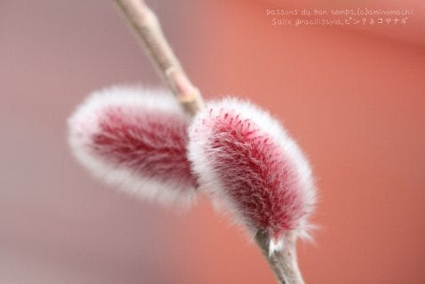 ロイヤリティフリー猫柳 花 言葉 すべての美しい花の画像