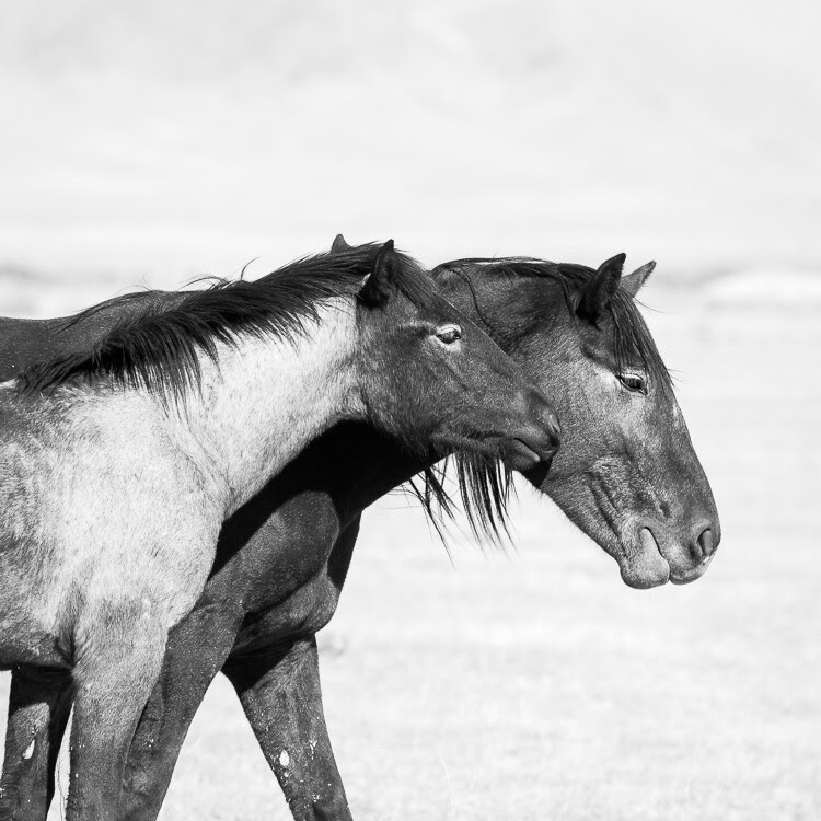 Photography Conference Tips - wild horses