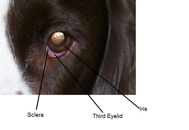 Blue Ring Around Left Eye Discussion With Dr Lee Pet Forum For Dogs Cats And Humans Pets Ca