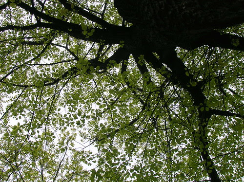 leafy