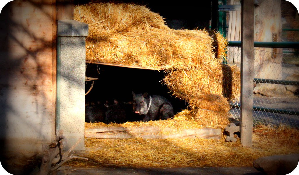Kuscheln