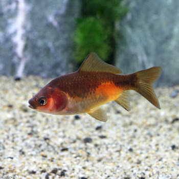 黒い金魚もいいですよ チャーム金魚 メダカブログ