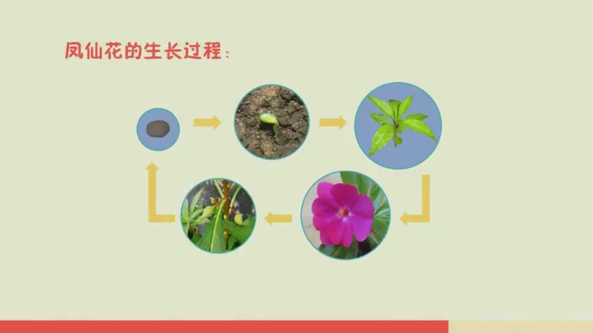 小学科学教育科学版三年级下花是怎样变成果实的 哔哩哔哩 つロ干杯 Bilibili