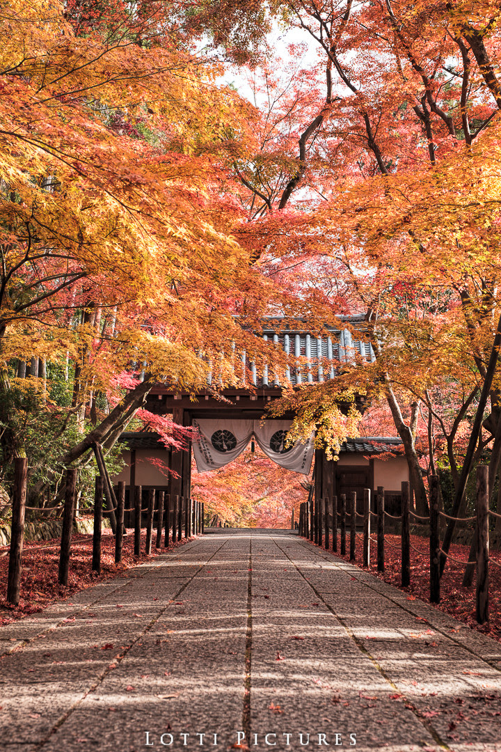 日本最美的秋天絕景 供桌布下載 攝影板 Dcard