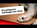 Giftigste Schlange Der Welt Liste / Diese Schlangen Sind In Deutschland Heimisch Giftig Oder Nicht - Die sogenannte „crotalus durissus terrificus ist eine der wenigen schlangen auf der welt, die sowohl ein nervengift als auch ein gewebegift in ihrem waffenarsenal hat.