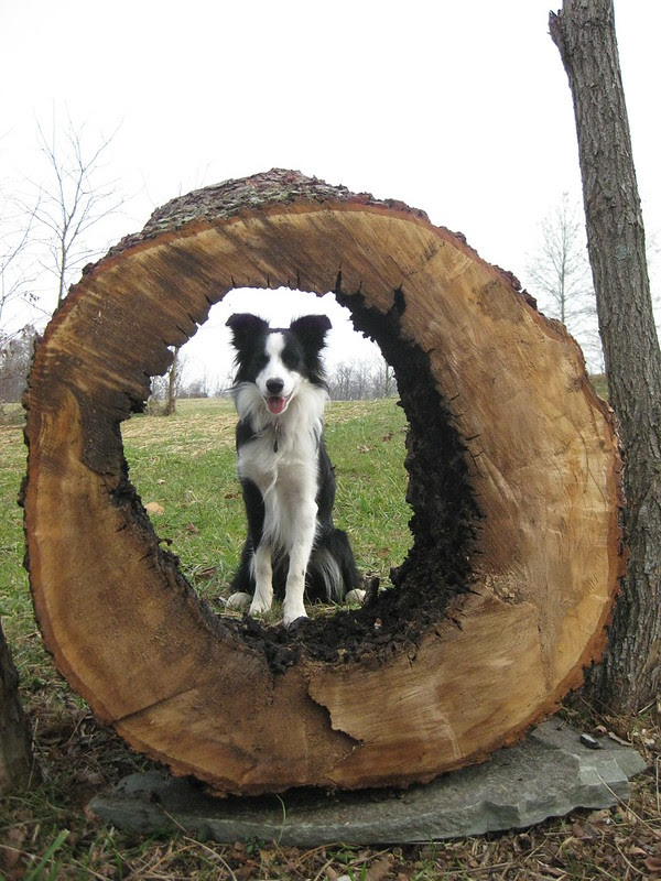 cowboy and hollow tree stump