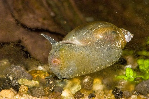 Animal Kingdom: INVERTEBRATA