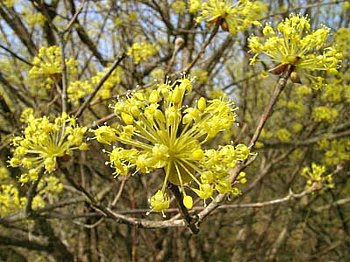 サンシュユ さんしゅゆ 山茱萸 の花言葉 花言葉事典
