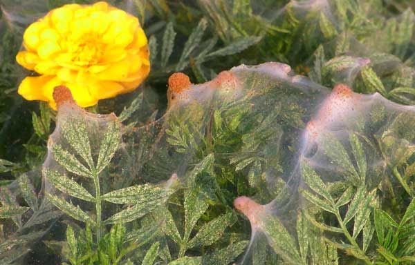 ハダニも網を張る マリーゴールドが糸だらけ 虫散歩