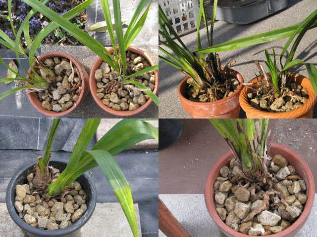 シンビジュームの植え替え グー ｇｕｅ ぐー