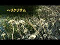 ++ 50 ++ ヘリクリサム シルバースター 花 429742-ヘリクリサム シルバースター 花