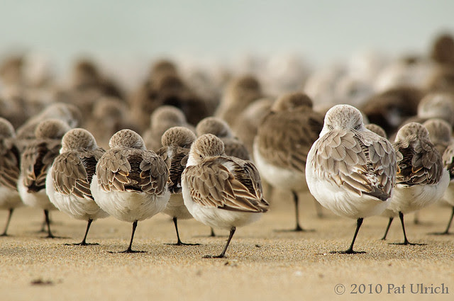 Resting peeps -- Pat Ulrich Wildlife and Nature Photography
