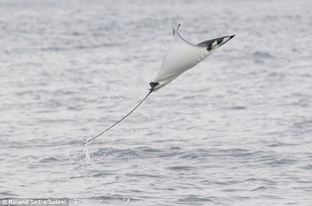 Graceful: Looking as though it's flapping its 'wings' the amazing animal leaps through the air 