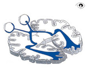 Anatomie Und Funktion Des Auges Glaukom De