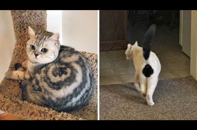 神様のイタズラ 変わった模様を持つ個性あふれる猫たちを写した画像10選 Petfun 動物やペットに関する情報サイト
